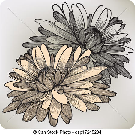 450x449 Chrysanthemum Flower, Hand Drawing Vector Illustration - Chrysanthemum Drawing