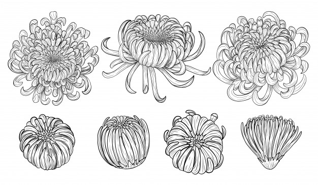626x364 Chrysanthemum Flower - Chrysanthemum Drawing