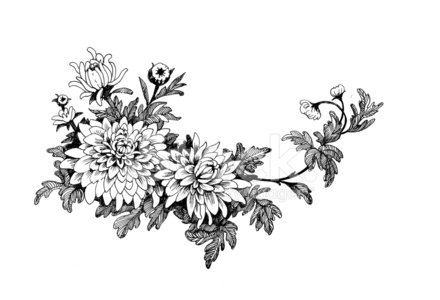 440x300 Hand Drawing Chrysanthemum Stock Vectors - Chrysanthemum Drawing