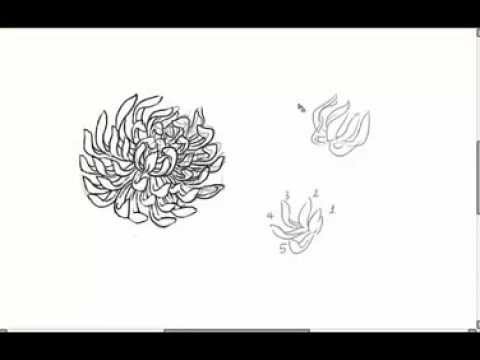480x360 How To Draw Chrysanthemum - Chrysanthemum Drawing