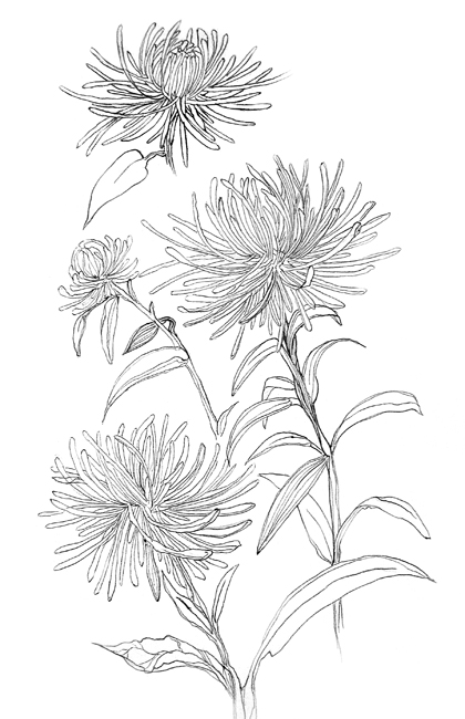 420x650 Japanese Chrysanthemum Drawing Japanese Chrysanthemum - Chrysanthemum Drawing