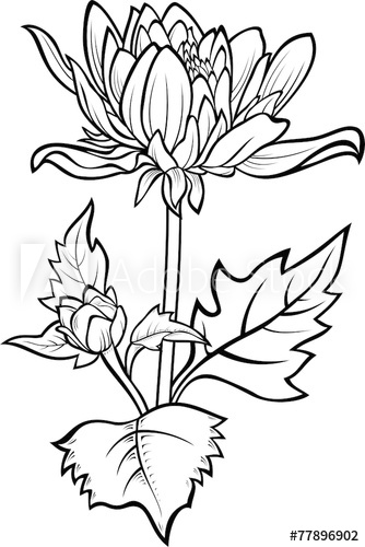 334x500 Vintage Hand Drawing Chrysanthemum Vector Illustration - Chrysanthemum Drawing