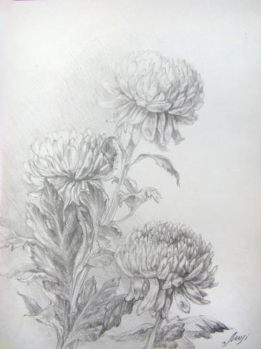 375x500 Chrysanthemum Drawing - Chrysanthemum Drawing