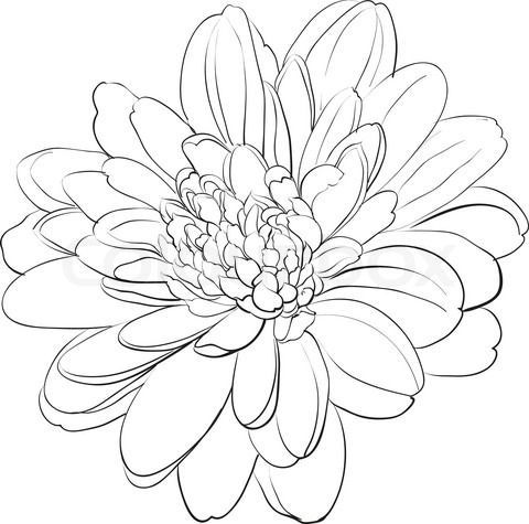 480x475 Simple Chrysanthemum Drawing - Chrysanthemum Drawing