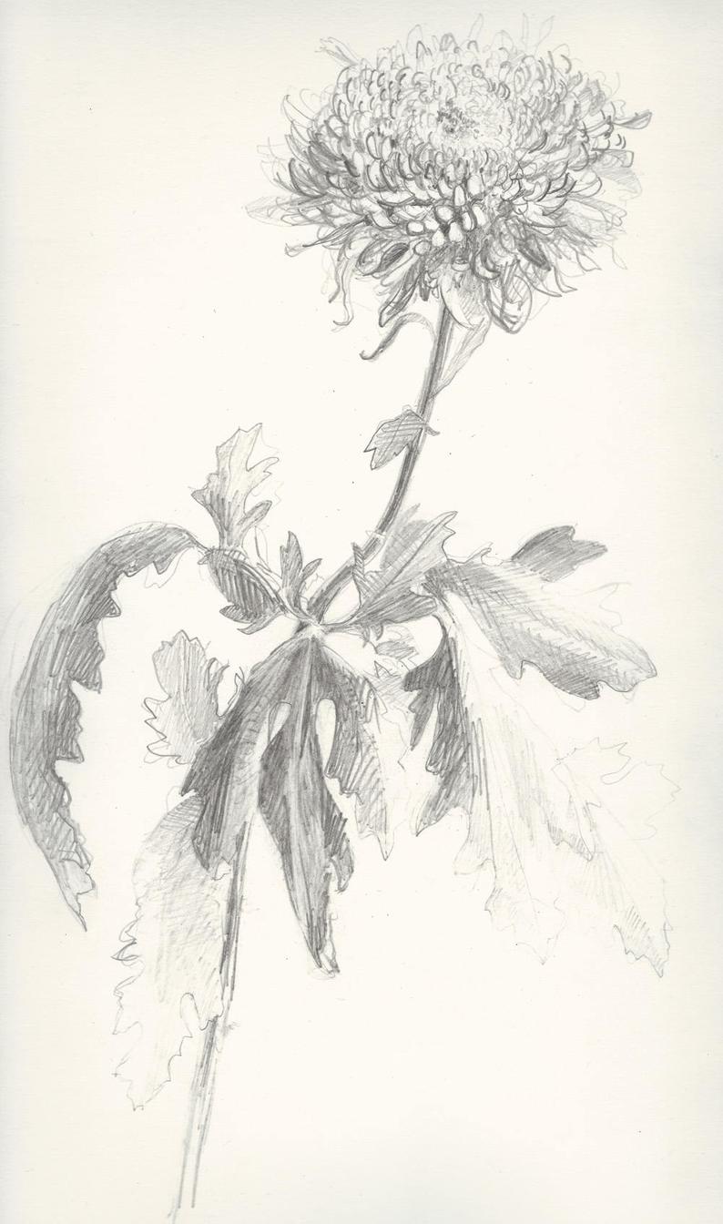 794x1344 Art Print Original Pencil Sketch Original Illustration Etsy - Chrysanthemum Drawing