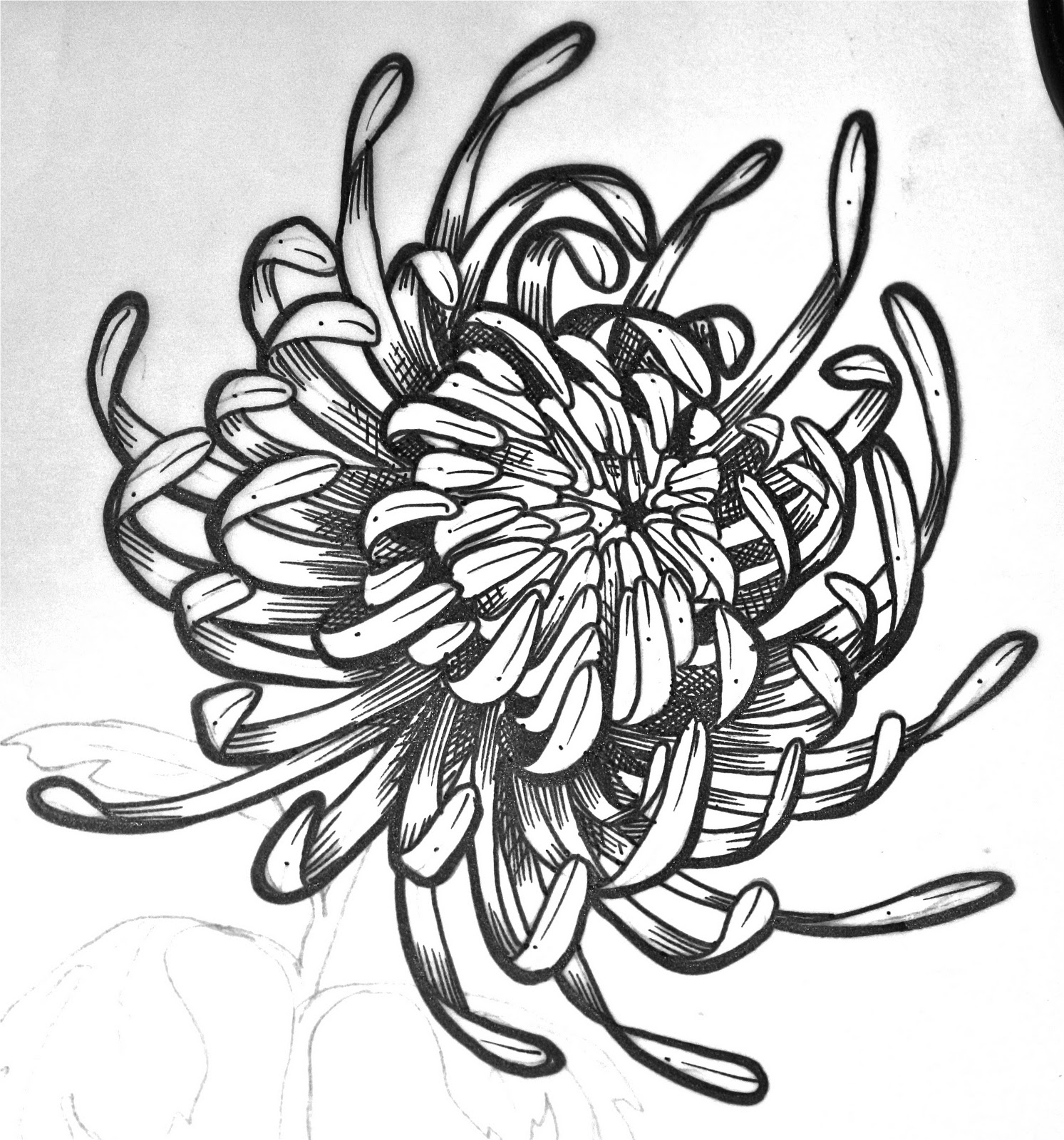 1493x1600 Chrysanthemum Drawing Images Drawing Skill - Chrysanthemum Drawing