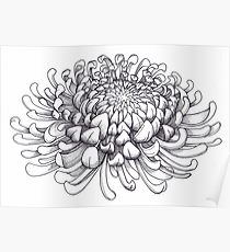 210x230 Chrysanthemum Drawing Posters Redbubble - Chrysanthemum Drawing