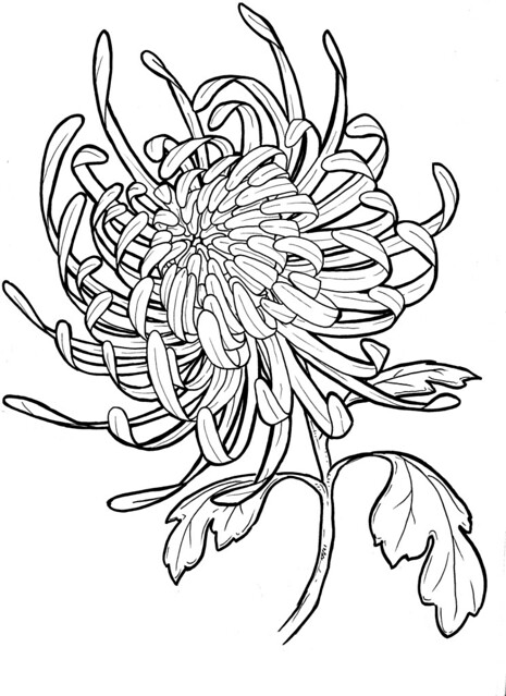 465x639 Chrysanthemum Flower Drawing - Chrysanthemum Flower Drawing