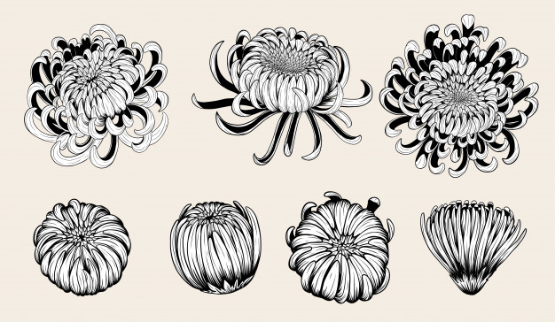 626x364 Chrysanthemum Flower - Chrysanthemum Flower Drawing