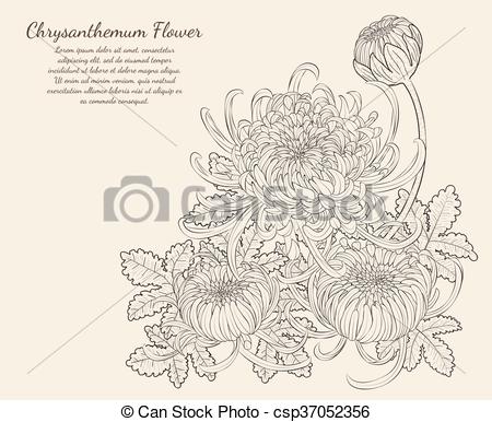 450x386 Chrysanthemum Flower From Hand Drawing - Chrysanthemum Flower Drawing