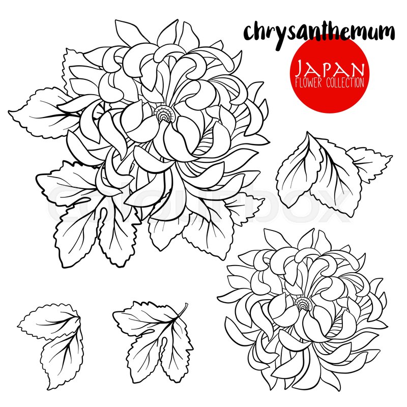 800x800 chrysanthemum flowers stock line stock vector colourbox - Chrysanthemum Flower Drawing