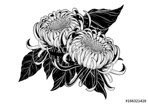 500x354 Chrysanthemum Vector On White Background Chrysanthemum Flower - Chrysanthemum Flower Drawing