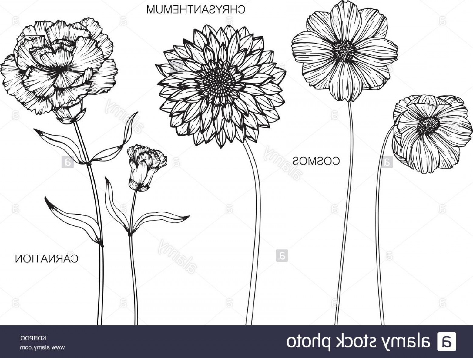 1560x1183 Drawing A Carnation Flower - Chrysanthemum Flower Drawing