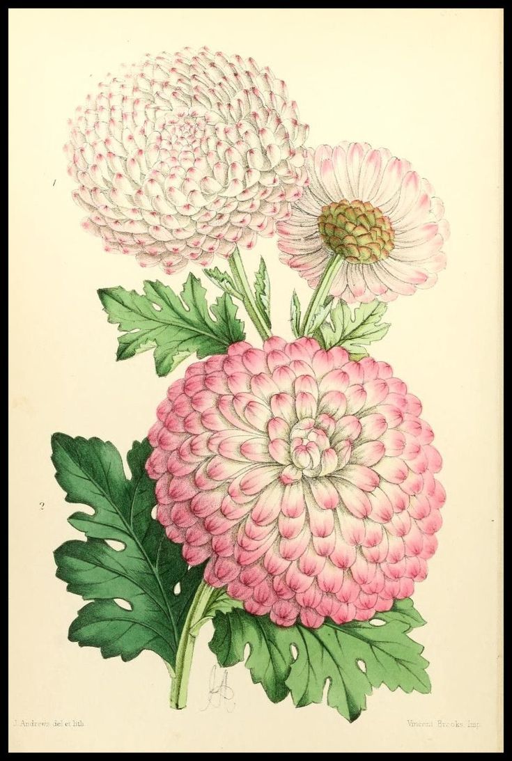 735x1093 Flowers Drawings Inspiration Amazing Mrs And Captivation Plate - Chrysanthemum Flower Drawing