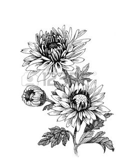 Chrysanthemum Flower Drawing at PaintingValley.com | Explore collection ...