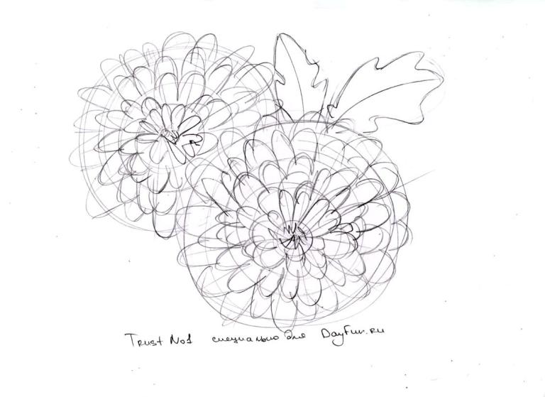 768x559 How To Draw Chrysanthemums Step - Chrysanthemum Flower Drawing