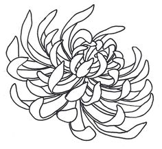 236x217 Huge Collection Of 'chrysanthemums Drawing' Download More Than - Chrysanthemum Flower Drawing