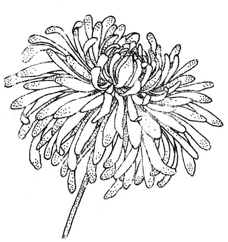 736x782 huge collection of 'mum flower drawing' download more than - Chrysanthemum Flower Drawing
