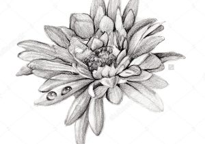 300x210 Pencil Sketch Of A Chrysanthemum Flower Pencil Drawing Stock - Chrysanthemum Flower Drawing