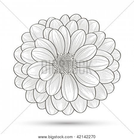 450x470 Chrysanthemum Drawing Chrysanthemum Pictures Chrysanthemum Drawing - Chrysanthemum Flower Drawing