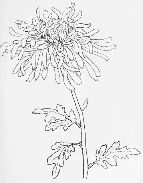 500x642 simple flower drawing or chrysanthemum for amanda s birth month - Chrysanthemum Flower Drawing