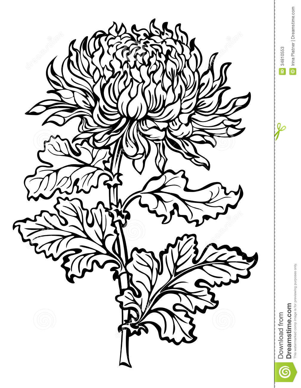 1009x1300 Chrysanthemum Drawing Single For Free Download - Chrysanthemum Flower Drawing