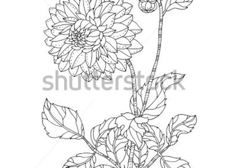 440x330 Chrysanthemum Coloring Page, Chrysanthemum Flower Drawing - Chrysanthemum Flower Drawing