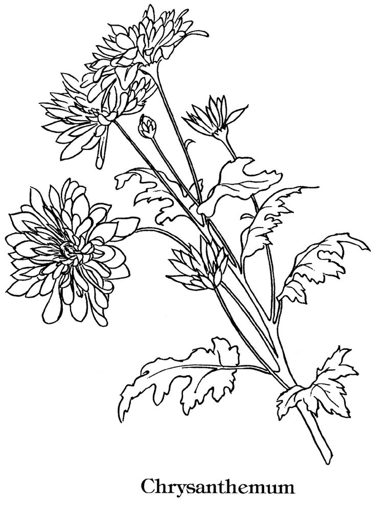736x987 Chrysanthemum Flower Drawing Sketch Coloring Page, Chrysanthemum - Chrysanthemum Flower Drawing