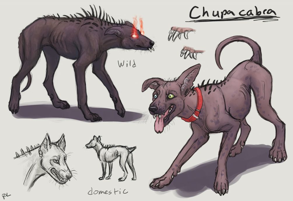 1005x690 Wild And Domestic Chupacabra - Chupacabra Drawing