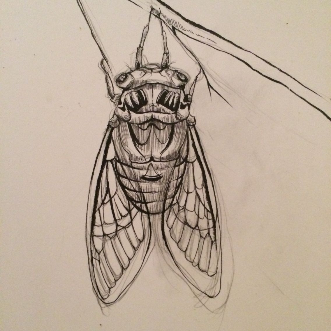 1136x1136 cicada drawing m y art - Cicada Drawing