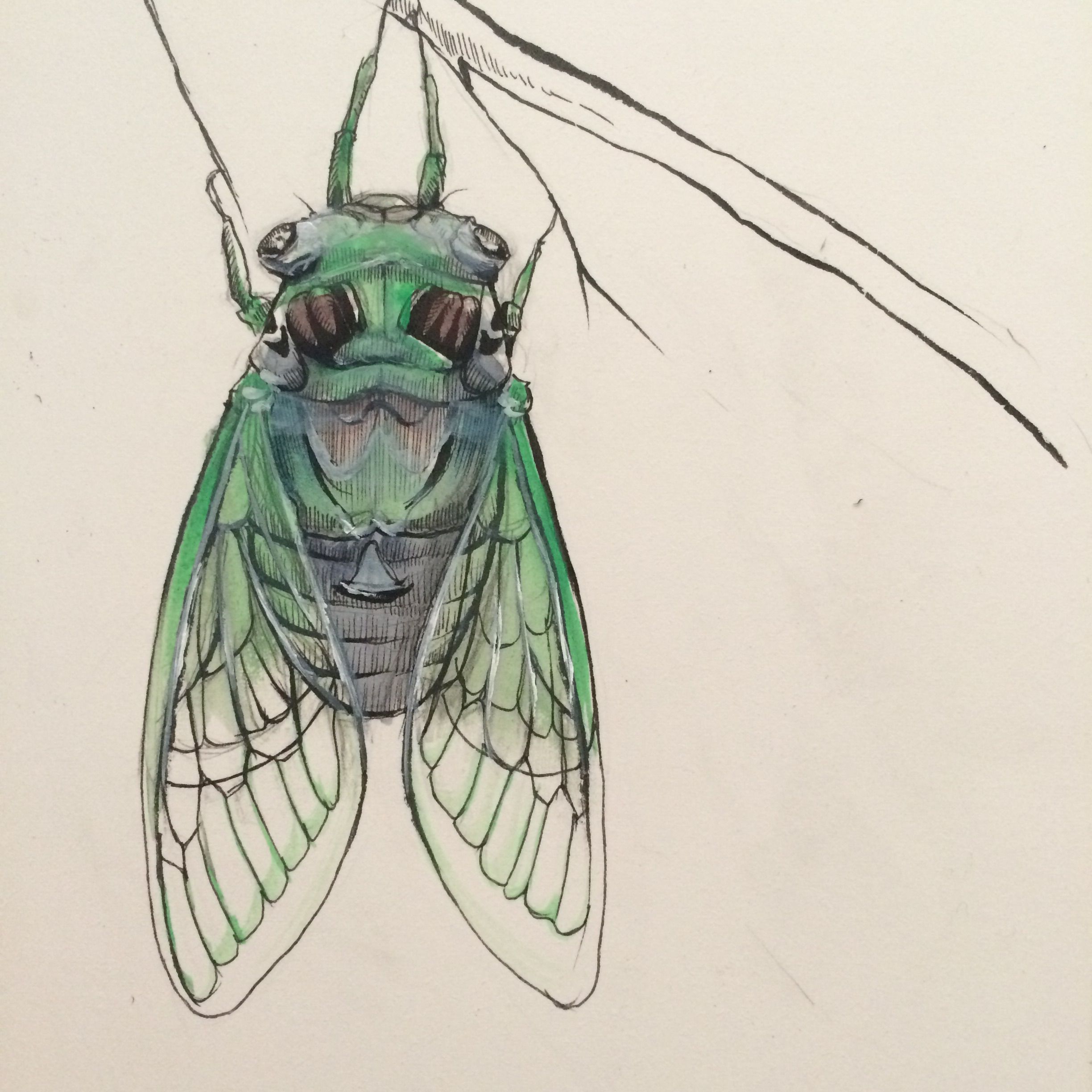 Cicada Drawing at Explore collection of Cicada Drawing