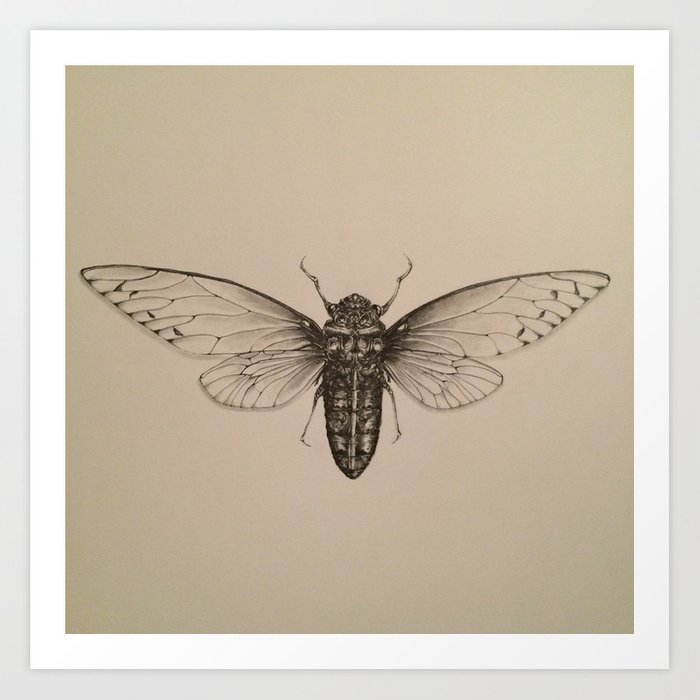 700x700 cicada drawing art print - Cicada Drawing