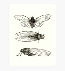 210x230 cicada drawing art prints redbubble - Cicada Drawing