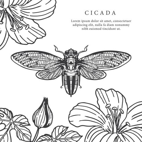 490x490 cicada hand drawn background vector - Cicada Drawing
