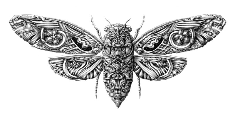 800x403 cicada drawing detailed for free download - Cicada Drawing