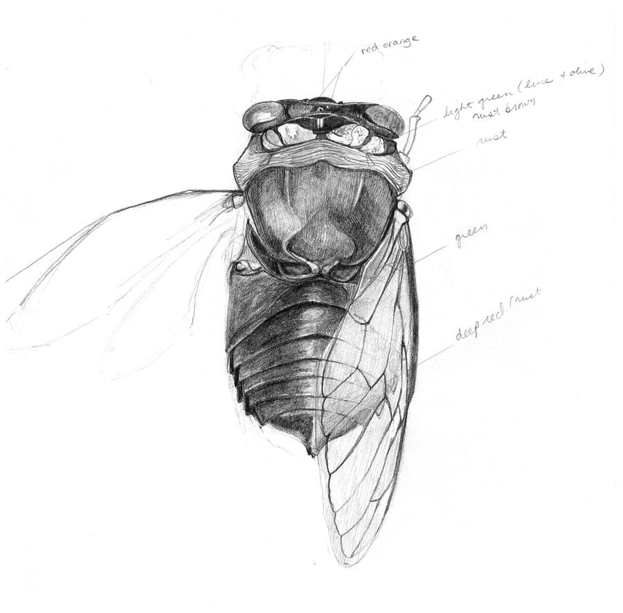 900x885 cicada pencil study drawing - Cicada Drawing