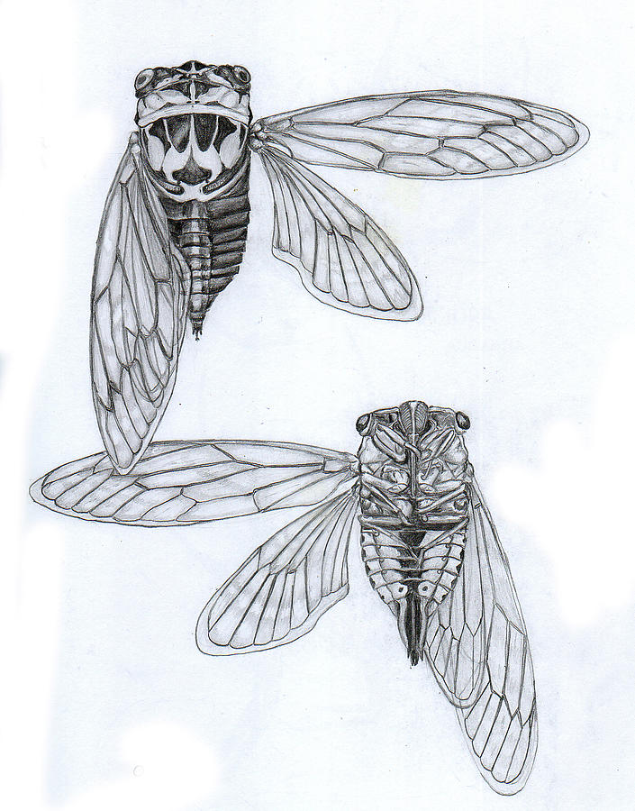 705x900 cicada study drawing - Cicada Drawing