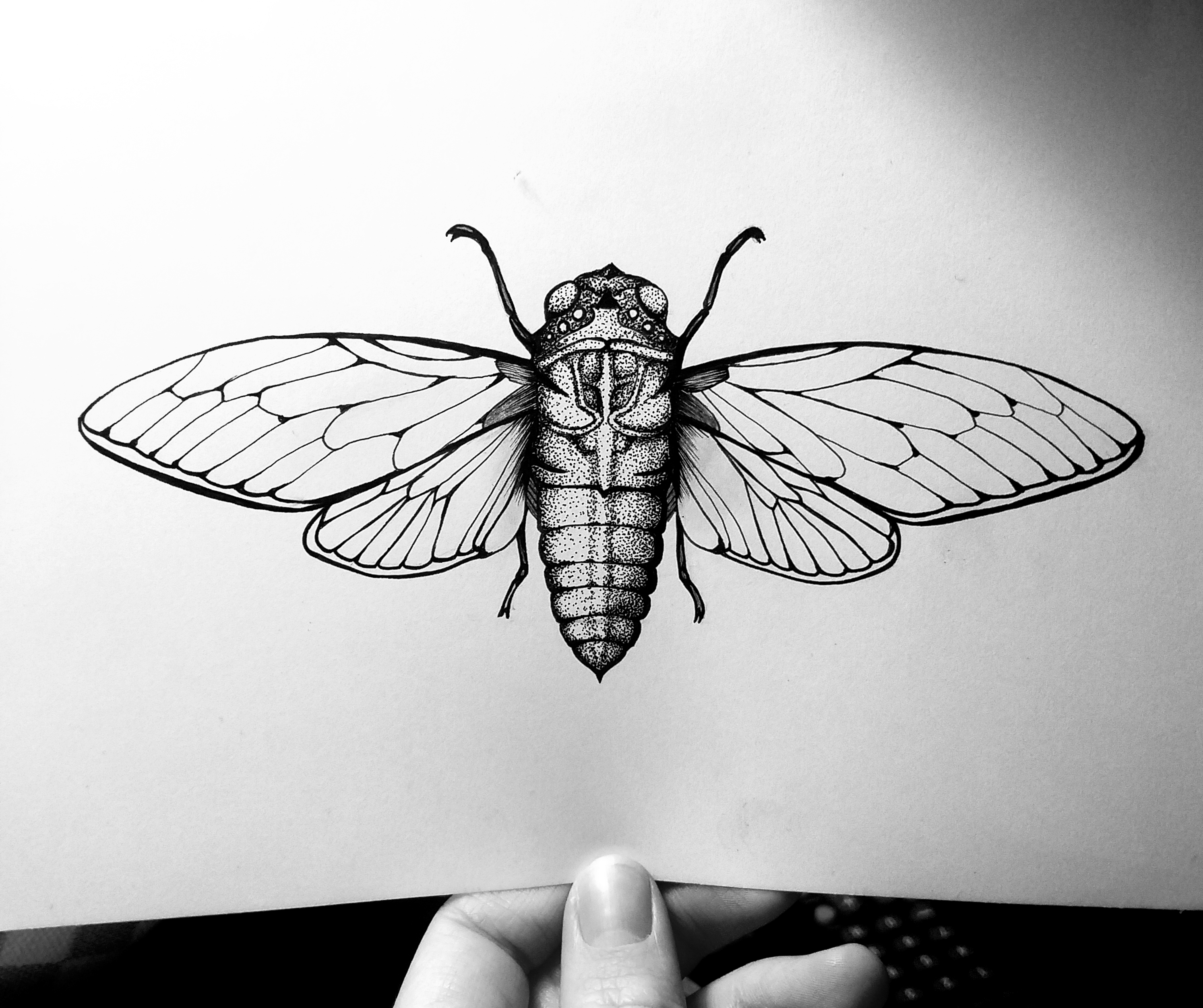 Cicada Drawing at Explore collection of Cicada Drawing