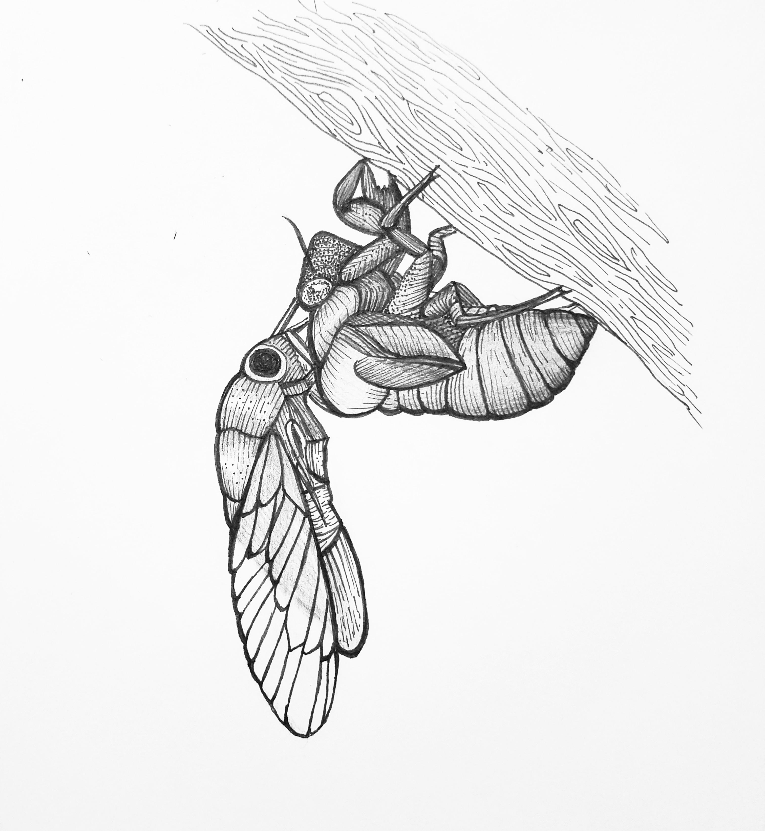 3024x3285 cicada drawing drawing - Cicada Drawing