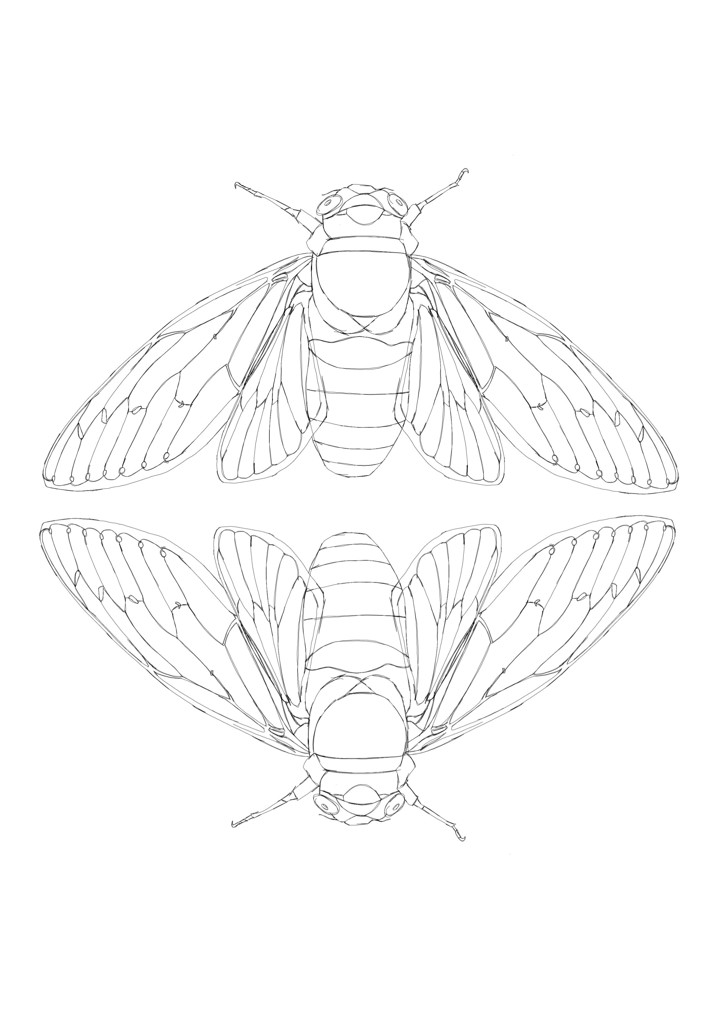 2480x3508 cicada line drawing craft ideas line drawing tattoos, animal - Cicada Drawing