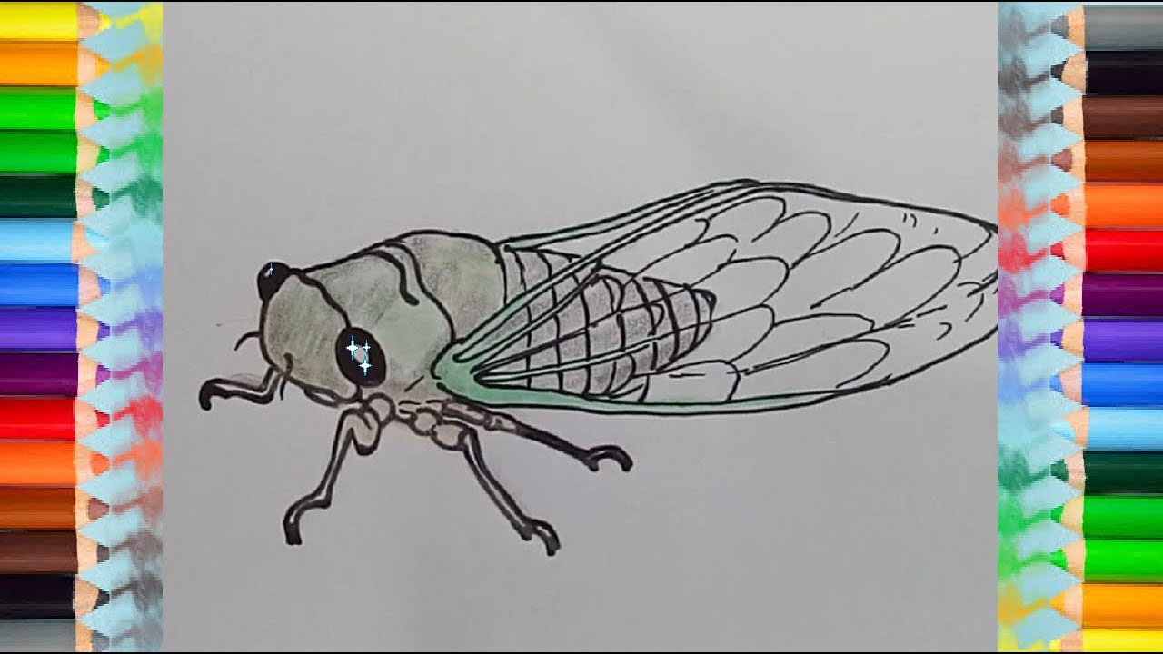 1280x720 how to draw a cicada - Cicada Drawing