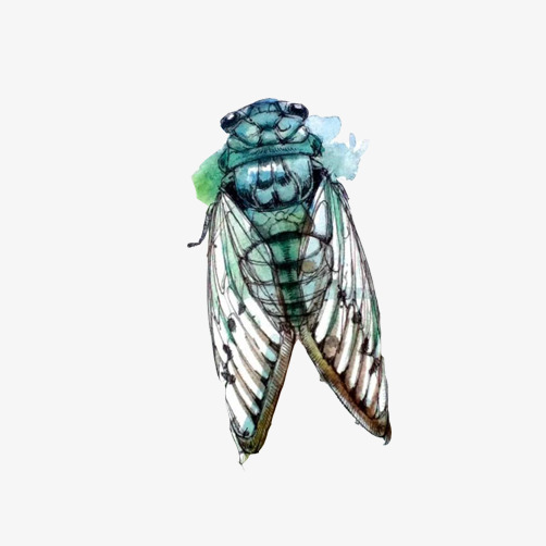 502x502 know the birds color line drawing material picture, cicada, line - Cicada Drawing