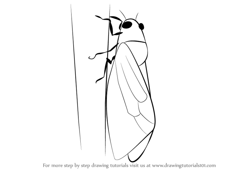 800x566 learn how to draw a cicada - Cicada Drawing
