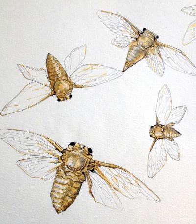 400x458 cicada drawing tumblr - Cicada Drawing