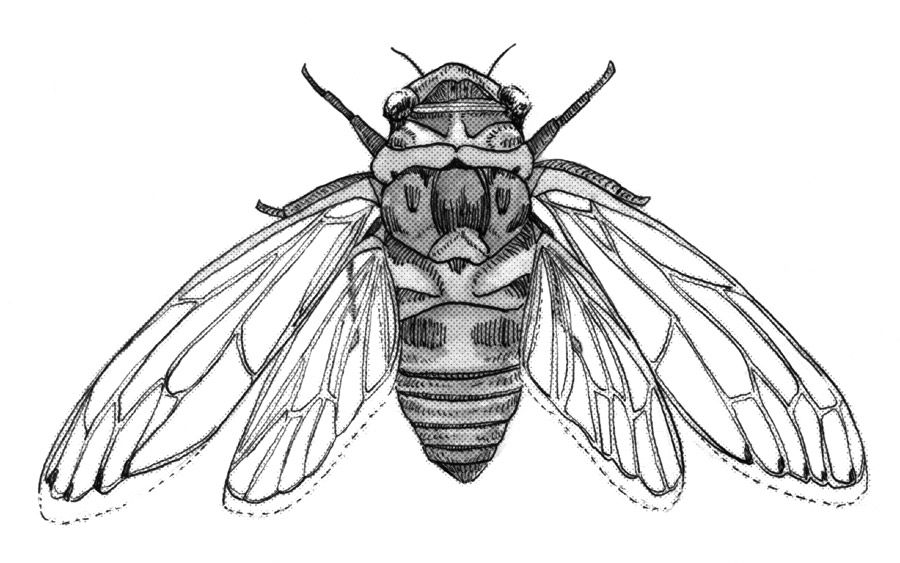 900x563 cicada drawing cicada - Cicada Drawing