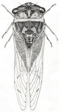 236x448 cicada scientific drawing - Cicada Drawing