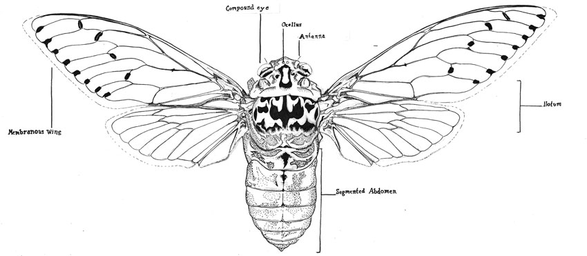 Частота крыльев. Внутреннее строение цикады. Строение мотылька схема. Строение крыльев цикады. Внешнее строение цикады.