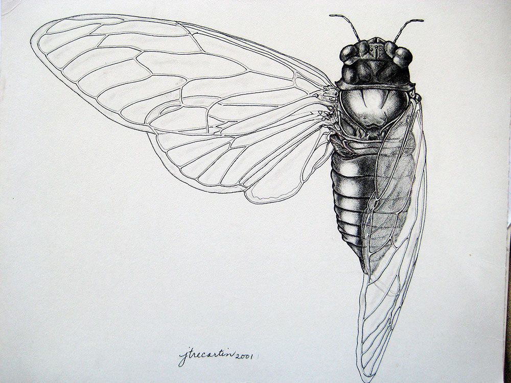 1000x750 scientific illustration cicada - Cicada Drawing