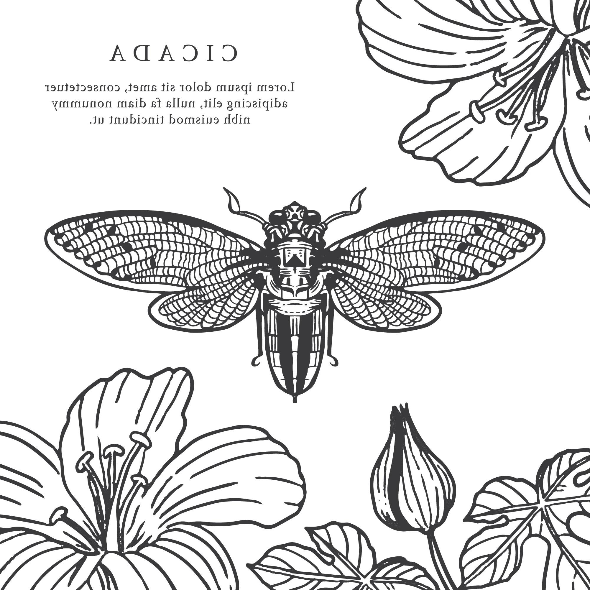 2001x2001 best cicada hand drawn background vector free - Cicada Drawing