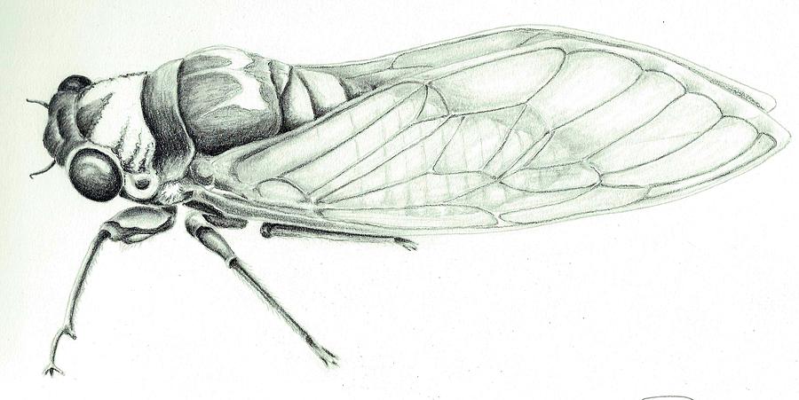 900x451 c c cicada drawing - Cicada Drawing